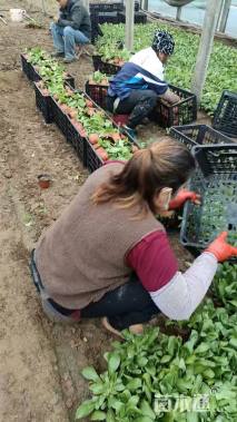 高度15厘米金盏菊