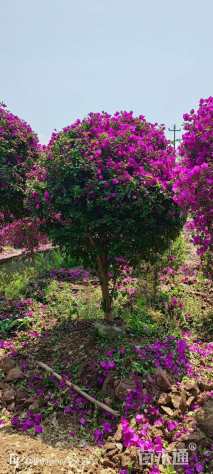 高度100厘米三角梅