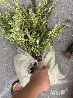 高度20厘米亮绿忍冬