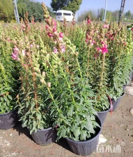 高度35厘米金鱼草