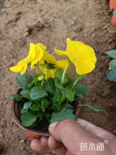 高度10厘米三色堇