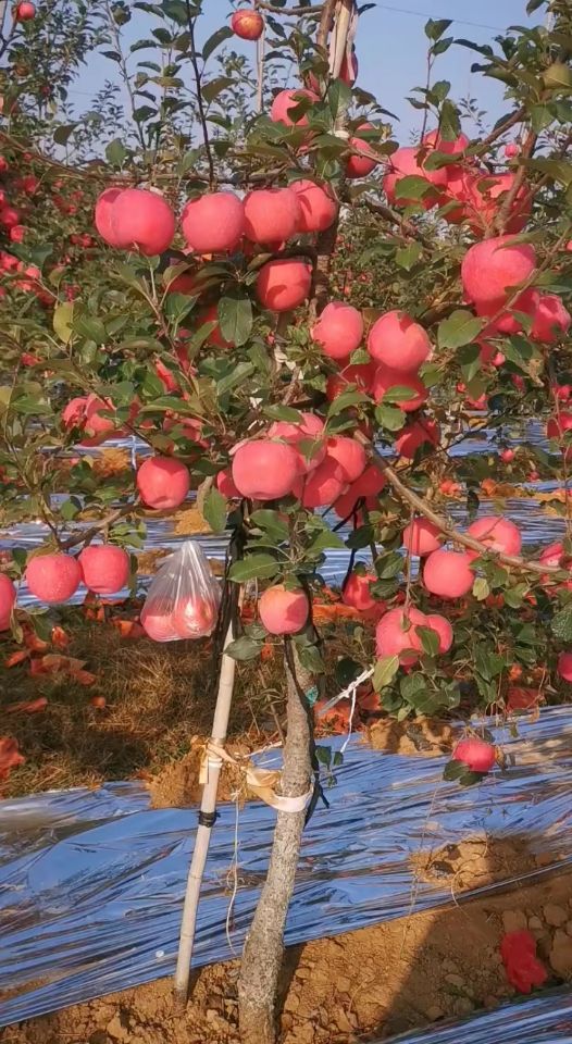 高度80厘米红富士苹果