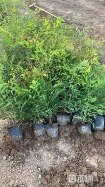 高度35厘米南天竹