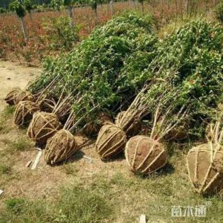 高度400厘米丛生花石榴
