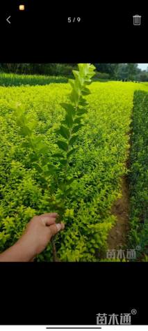 高度25厘米金叶女贞