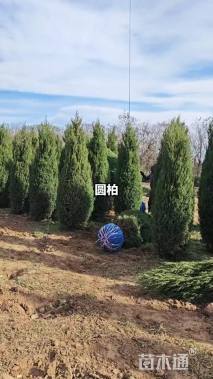 高度150厘米塔桧