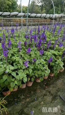 高度25厘米一串蓝