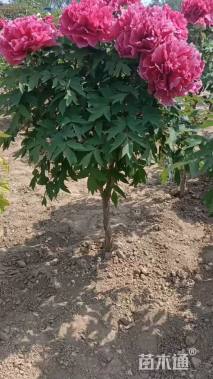 高度80厘米牡丹