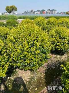 冠幅120厘米金森女贞球