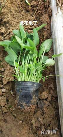 高度10厘米紫花地丁