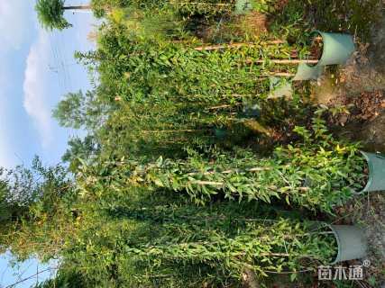 高度30厘米茉莉花