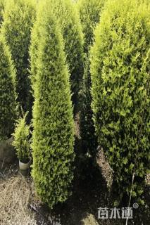 10公分造型亮晶女贞