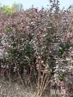 高度40厘米红叶小檗