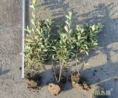 高度70厘米金边黄杨