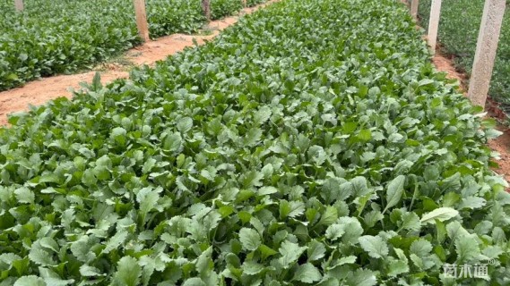 高度15厘米大滨菊