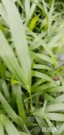 5厘米散尾葵