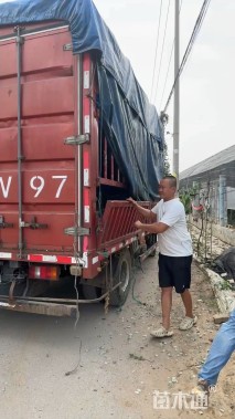 高度60厘米赤箭莎