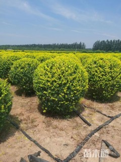 冠幅180厘米金叶女贞球