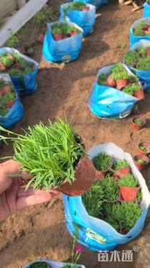 高度15厘米欧石竹