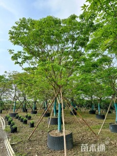 17公分紫花风铃木