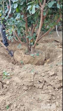 高度250厘米丛生黄栌