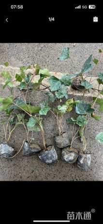 40厘米洋常春藤