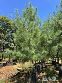 高度400厘米华山松