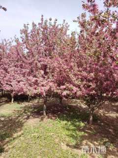 10公分北美海棠