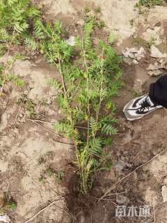 高度80厘米珍珠梅