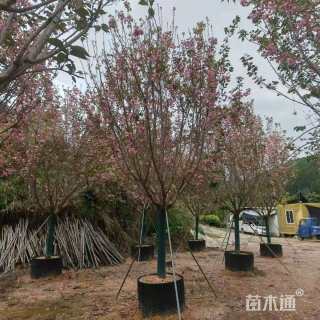 12公分日本晚樱