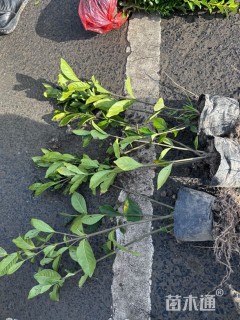 高度40厘米大叶栀子