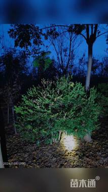 高度160厘米瓜子黄杨