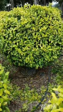 高度120厘米黄金榕