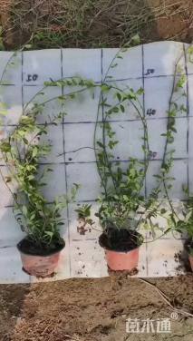 40厘米小叶扶芳藤