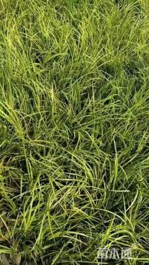 高度30厘米金叶石菖蒲