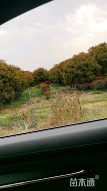 15公分红叶石楠