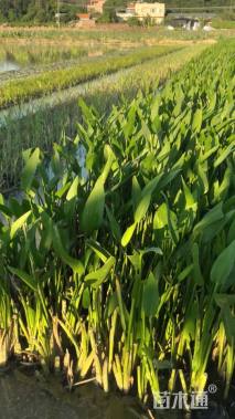 高度60厘米梭鱼草