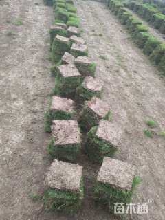 草块状马尼拉草