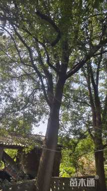40公分香樟