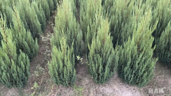 高度150厘米塔柏