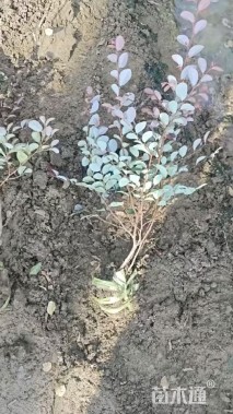 高度40厘米红花继木