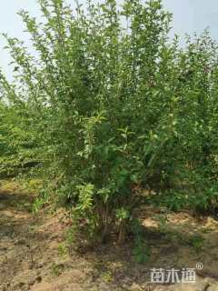 高度200厘米木槿