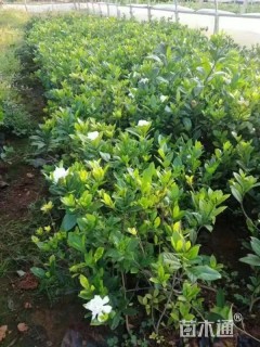 高度20厘米栀子花