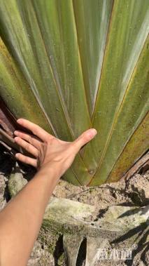 高度250厘米旅人蕉