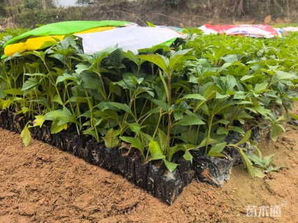 高度20厘米蟛蜞菊