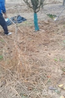 15公分西府海棠