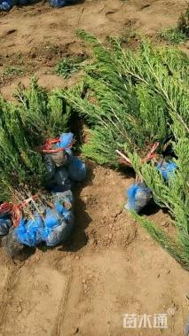 高度60厘米沙地柏