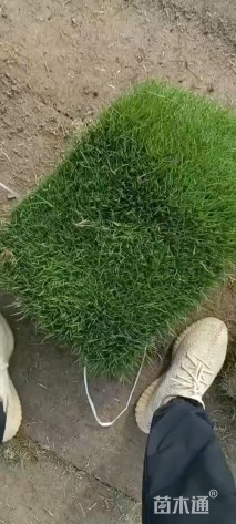 草块状马尼拉草