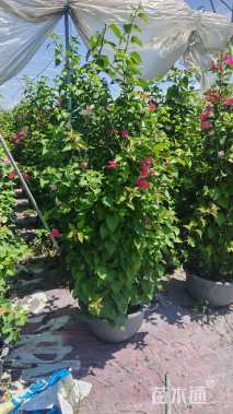 高度150厘米三角梅