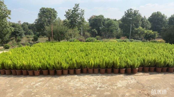 高度30厘米狐尾天门冬